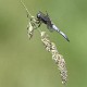 Libellula fulva male arty